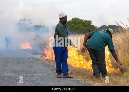 Bruciando controllato per creare parafuoco nella parte anteriore del fuoco selvaggio, Imfolozi Game Reserve, Kwazulu Natal, Sud Africa, Giugno 2012 Foto Stock