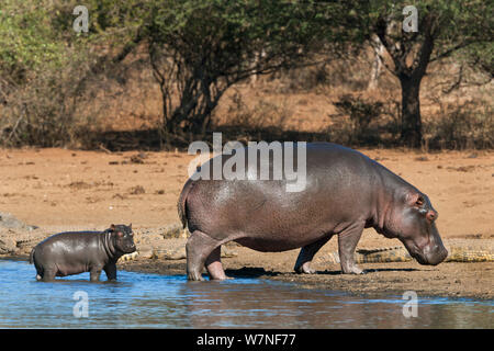 Ippopotamo (Hippopotamus amphibius) con vitello, Parco Nazionale Kruger, Mpumalanga, Sud Africa Foto Stock