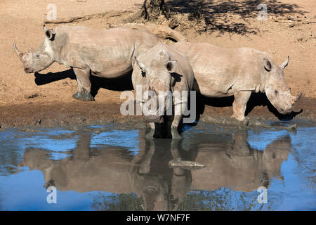 Rinoceronte bianco (Ceratotherium simum) tre a waterhole, Mkhuze Game Reserve, Kwazulu Natal, Sud Africa Foto Stock