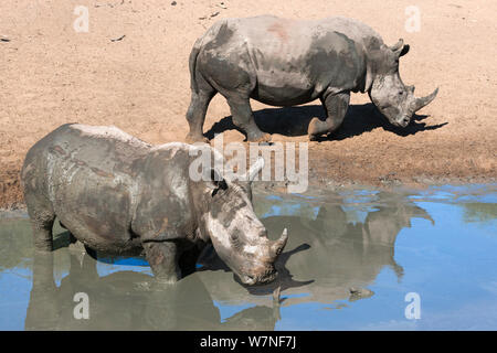 Rinoceronte bianco (Ceratotherium simum) due a waterhole, Mkhuze Game Reserve, Kwazulu Natal, Sud Africa Foto Stock