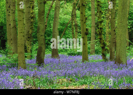 Bluebells (Hyacinthoides non scripta) in fiore, Hagbourne Copse Riserva Naturale, Swindon, Wiltshire, Inghilterra, Regno Unito, maggio 2010. Foto Stock