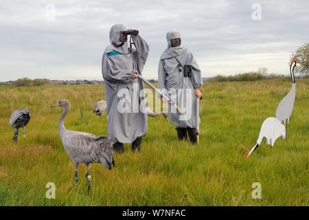 Gruppo di ha di recente rilasciato giovani Comune / gru eurasiatica (grus grus) alimentazione al grano sparsi per adulti esche di gru, con due accompagnatori indossando costumi gru guardando altri uccelli rilasciato in volo, livelli di Somerset, Inghilterra, Regno Unito, Settembre 2012 Foto Stock