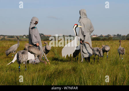 Gruppo di ha di recente rilasciato giovani Comune / gru eurasiatica (grus grus) alimentazione al grano sparsi per adulti modelli di gru a fianco di due accompagnatori indossando costumi gru agendo come surrogato di genitori, livelli di Somerset, Inghilterra, Regno Unito, Settembre 2012 Foto Stock