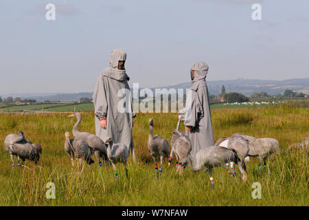 Gruppo di ha di recente rilasciato giovani Comune / gru eurasiatica (grus grus) alimentazione al grano sparsi attorno ad un adulto modello di gru a fianco di due accompagnatori in costumi gru agendo come surrogato di genitori, livelli di Somerset, Inghilterra, Regno Unito, Settembre 2012 Foto Stock