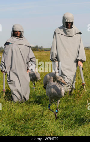 Tre ha rilasciato di recente giovani Comune / gru eurasiatica (grus grus) camminare con due accompagnatori vestiti in costumi gru agendo come surrogato di genitori, livelli di Somerset, Inghilterra, Regno Unito, Settembre 2012 Foto Stock