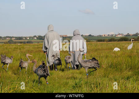 Gruppo di ha di recente rilasciato giovani Comune / gru eurasiatica (grus grus) seguenti due accompagnatori vestiti in costumi della gru verso alcuni adulti esche gru dove il grano saranno sparse per i loro livelli di Somerset, Inghilterra, Regno Unito, Settembre 2012 Foto Stock