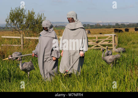 Gruppo di ha di recente rilasciato giovani Comune / gru eurasiatica (grus grus) camminare con due accompagnatori vestiti in costumi gru agendo come surrogato di genitori, con i bovini in background, livelli di Somerset, Inghilterra, Regno Unito, Settembre 2012 Foto Stock