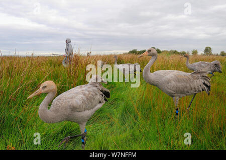 Gruppo di ha di recente rilasciato giovani Comune / gru eurasiatica (grus grus) camminando con un accompagnatore vestito in un costume di gru che agisce come un surrogato del genitore, livelli di Somerset, Inghilterra, Regno Unito, Settembre 2012 Foto Stock