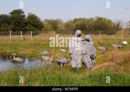 Gruppo di ha di recente rilasciato giovani Comune / gru eurasiatica (grus grus) camminare con due accompagnatori vestiti in costumi gru agendo come surrogato di genitori entro una volpe a prova di rilascio iniziale enclosure, livelli di Somerset, Inghilterra, Regno Unito, Settembre 2012 Foto Stock