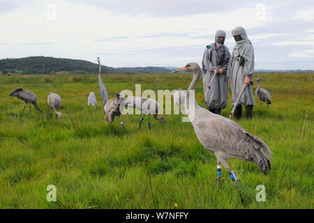 Gruppo di ha di recente rilasciato giovani Comune / gru eurasiatica (grus grus) alimentazione al grano sparsi per adulti modelli di gru, a fianco di due accompagnatori vestiti in costumi gru agendo come surrogato di genitori, livelli di Somerset, Inghilterra, Regno Unito, Settembre 2012 Foto Stock