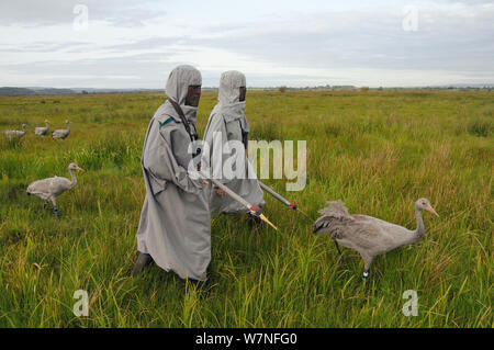 Gruppo di ha di recente rilasciato giovani Comune / gru eurasiatica (grus grus) camminare con due accompagnatori in costumi gru agendo come surrogato di genitori, livelli di Somerset, Inghilterra, Regno Unito, Settembre 2012 Foto Stock