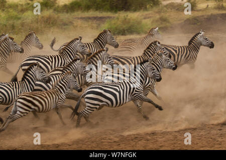 Le pianure zebra (Equus quagga) scatter dopo essere stato a razze a waterhole, Serengeti National Park, Tanzania