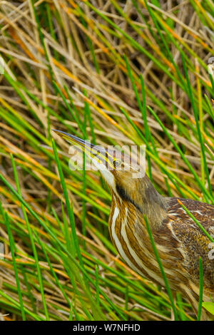 American Tarabuso (Botaurus lentiginosus) in canne. Parco nazionale delle Everglades, Florida, Stati Uniti d'America, febbraio. Foto Stock