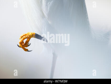 Snowy Garzetta (Egretta thuja) Taloni. Parco nazionale delle Everglades, Florida, Stati Uniti d'America, febbraio. Foto Stock