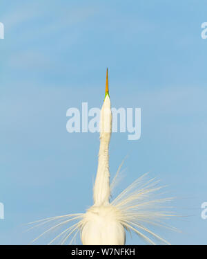 Airone bianco maggiore (Ardea alba) sky rivolta verso l. Parco nazionale delle Everglades, Florida, Stati Uniti d'America, febbraio. Foto Stock