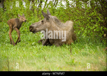 Alci (Alces alces) mucca con un vitello neonato in appoggio in primavera la vegetazione. Tony Knowles il sentiero costiero, Anchorage, sud-centrale di Alaska, maggio. Foto Stock