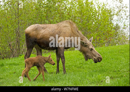 Alci (Alces alces) mucca con un vitello neonato in primavera la vegetazione al pascolo. Tony Knowles il sentiero costiero, Anchorage, sud-centrale di Alaska, maggio. Foto Stock