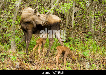 Alci (Alces alces) mucca cura un vitello neonato come ella mantiene un occhio vigile per altri alci. Tony Knowles il sentiero costiero, Anchorage, sud-centrale di Alaska, maggio. Foto Stock