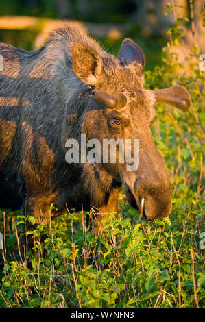 Alci (Alces alces) maschio di pascolare su giovani foglie di salice in luce all'alba. Tony Knowles il sentiero costiero, Anchorage, sud-centrale di Alaska, maggio. Foto Stock