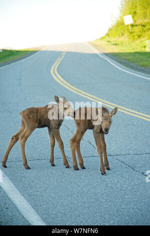 Alci (Alces alces) vitelli neonati su una strada. Tony Knowles il sentiero costiero, Anchorage, sud-centrale di Alaska, maggio. Foto Stock