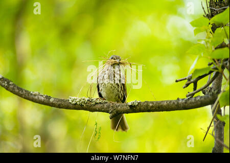 Song Sparrow (Melospiza melodia) sul ramo con un becco pieno di erba secca per il suo nido. Tony Knowles il sentiero costiero, Anchorage, sud-centrale di Alaska, maggio. Foto Stock