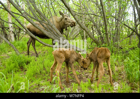 Alci (Alces alces) mucca rovistando su Willow esce con due vitelli neonati. Tony Knowles il sentiero costiero, Anchorage, sud-centrale di Alaska, maggio. Foto Stock