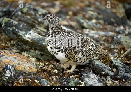 Pernice bianca (Lagopus mutus) femmina adulta camuffato come il suo nido nel pendio roccioso sulla Primrose Ridge, Mount Margaret, Parco Nazionale di Denali, interno dell Alaska, Giugno. Foto Stock