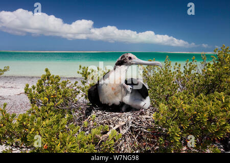 Lesser frigatebird (Fregata ariel) femmina pulcino di riparo dalla luce solare duro, ombreggiatura con ala, nel nido sulla sommità di arbusti vicino spiaggia, Isola Christmas, Oceano Indiano, Luglio Foto Stock