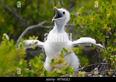 Lesser frigatebird (Fregata ariel) chick chiamando ai genitori, piume bianche sono di proteggere dal calore del sole, l'isola di Christmas, Oceano Indiano, Luglio Foto Stock