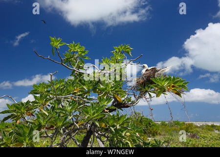 Red footed booby (Sula sula) incubare l'uovo sul nido nella struttura ad albero, Isola Christmas, Oceano Indiano, Luglio Foto Stock