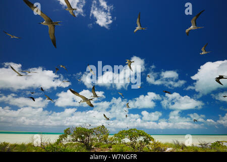 Fuligginosa tern (Onychoprion fuscatus) gregge in volo sopra l'isola di Christmas, Oceano Indiano, Luglio Foto Stock