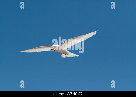 Bianco (tern Gygis alba) in volo, Isola Christmas, Oceano Indiano, Luglio Foto Stock