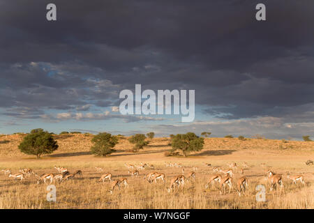 Springbok (Antidorcas marsupialis) pascolando nella valle Auob mentre nuvole temporalesche approccio transfrontaliero Kgalagadi Park, Sud Africa, Marzo Foto Stock