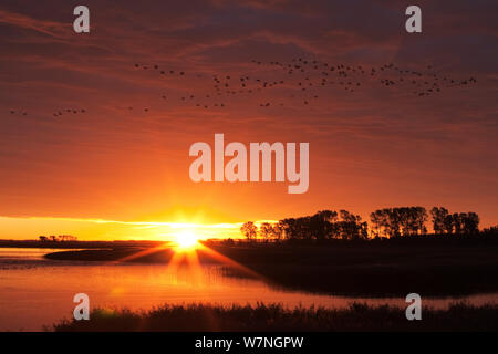 Gru comune (grus grus) gregge battenti in passato la distanza con il tramonto sulla baia vicino a Zingst, Germania, Ottobre 2010 Foto Stock