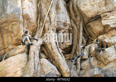Le pianure del nord grigio / Hanuman Langur (Semnopithecus entellus) tre langurs in appoggio tra le radici di un Banyan Tree che sta crescendo sul ripido fianco della montagna, il Parco nazionale di Ranthambore, Rajasthan, India Foto Stock
