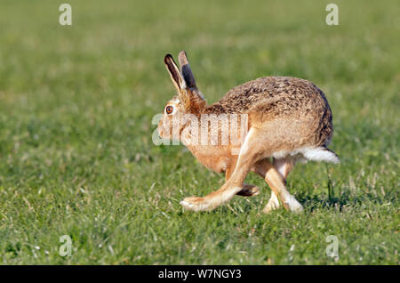 Brown lepre (Lepus europaeus) in esecuzione su erba, Wiltshire, Inghilterra, Marzo. Foto Stock