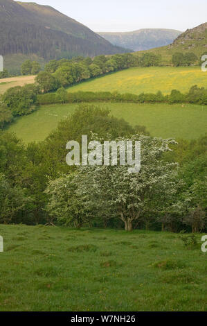 Biancospino in fiore (Cratagus monogyna) nelle aree montane Gilfach Riserva Naturale, Radnorshire Wildlife Trust, Powys, Wales, Regno Unito potrebbero Foto Stock