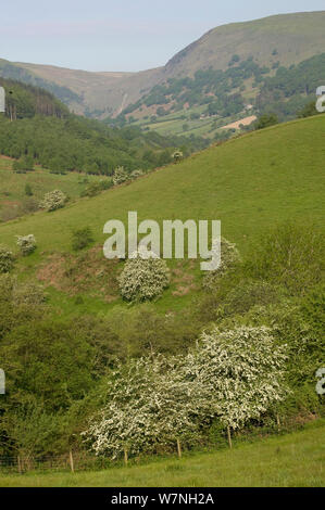 Biancospino in fiore (Cratagus monogyna) nelle aree montane Gilfach Riserva Naturale, Radnorshire Wildlife Trust, Powys, Wales, Regno Unito potrebbero Foto Stock