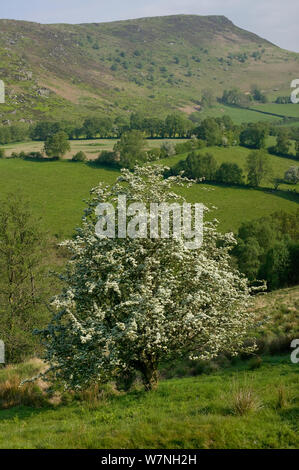 Biancospino in fiore (Cratagus monogyna) nelle aree montane Gilfach Riserva Naturale, Radnorshire Wildlife Trust, Powys, Wales, Regno Unito potrebbero Foto Stock