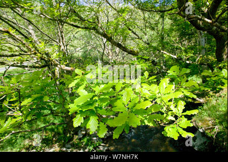 Rovere (Quercus petraea) bosco in primavera con foglie fresche su fiume Marteg, Gilfach Riserva Naturale, Radnorshire Wildlife Trust, Powys, Wales, Regno Unito potrebbero Foto Stock