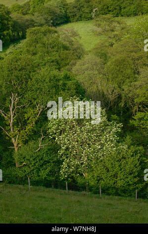Biancospino in fiore (Cratagus monogyna) nelle aree montane riserva naturale con rovere accanto, Gilfach Riserva Naturale, Radnorshire Wildlife Trust, Powys, Wales, Regno Unito potrebbero Foto Stock