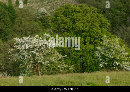 Biancospino in fiore (Cratagus monogyna) nelle aree montane riserva naturale con rovere accanto, Gilfach Riserva Naturale, Radnorshire Wildlife Trust, Powys, Wales, Regno Unito potrebbero Foto Stock
