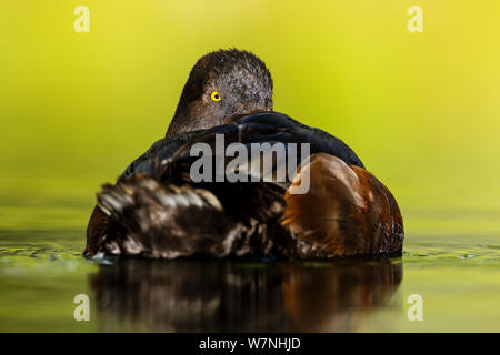 Nuova Zelanda Scaup (Aythya novaeseelandiae) a riposo, Early Morning Light, Lago Alexandrina, Mackenzie Basin, South Island, in Nuova Zelanda. Dicembre. Foto Stock