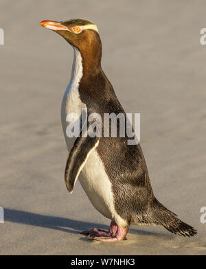 Giallo-eyed Penguin (Megadyptes antipodes) o Hoiho sulla spiaggia a tarda sera sun. Specie in via di estinzione. Punto Katiki, Moeraki, Otago, South Island, in Nuova Zelanda. Gennaio. Foto Stock