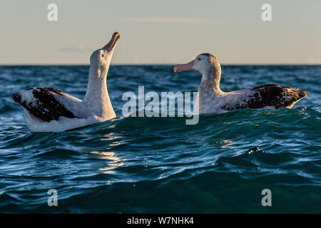 Gibson Albatross / Toroa (Diomedea gibsoni) o di Kaikoura Coast, Kaikoura, South Island, in Nuova Zelanda. Gennaio. Foto Stock