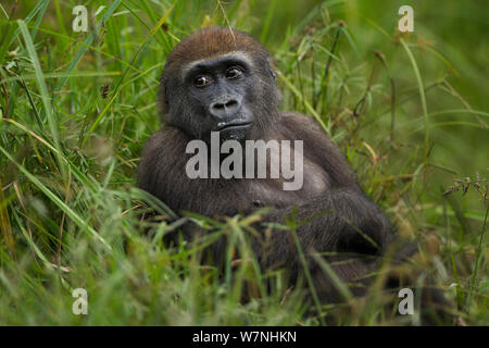 Pianura occidentale (gorilla Gorilla gorilla gorilla) capretti maschio 'Mobangi' dai 5 anni in seduta Bai Hokou, Dzanga Sangha densa speciale riserva forestale, Repubblica Centrafricana. Dicembre 2011. Foto Stock