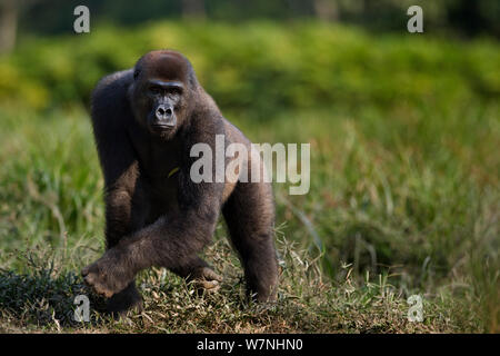 Pianura occidentale (gorilla Gorilla gorilla gorilla) sub-maschio adulto 'Kunga' invecchiato 13 anni passeggiate a Bai Hokou, Dzanga Sangha densa speciale riserva forestale, Repubblica Centrafricana. Dicembre 2011. Foto Stock