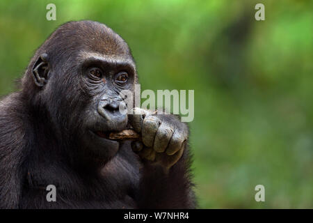 Pianura occidentale (gorilla Gorilla gorilla gorilla) maschio giovanile "Tembo' di età compresa tra i 4 anni a masticare su stick, Bai Hokou, Dzanga Sangha densa speciale riserva forestale, Repubblica Centrafricana. Dicembre 2011. Foto Stock