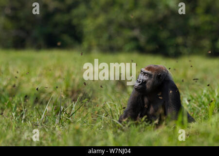 Pianura occidentale (gorilla Gorilla gorilla gorilla) femmina 'Malui' in piedi di Bai Hokou, Dzanga Sangha densa speciale riserva forestale, Repubblica Centrafricana. Dicembre 2011. Foto Stock