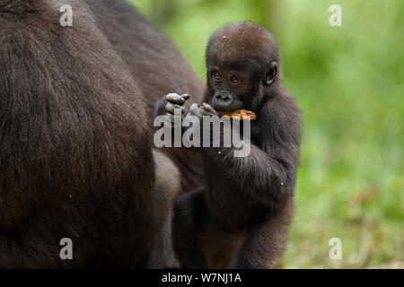 Pianura occidentale (gorilla Gorilla gorilla gorilla) neonato 'Sopo' di età compresa tra i diciotto mesi succhiare un pezzo di legno marcio, Bai Hokou, Dzanga Sangha densa speciale riserva forestale, Repubblica Centrafricana. Dicembre 2011. Foto Stock